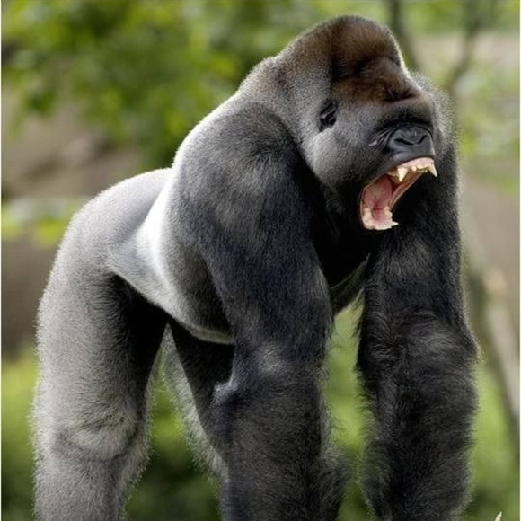 wiredgorilla
